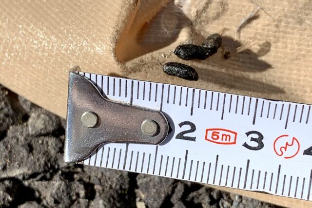 フンや臭いの被害